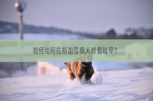 如何给阿拉斯加雪橇犬修剪趾甲？有什么好的办法？