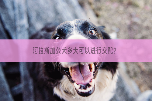 阿拉斯加公犬多大可以进行交配？