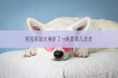 阿拉斯加犬半岁了一天要喂几次才好？