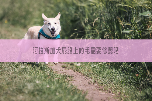 阿拉斯加犬屁股上的毛需要修剪吗？