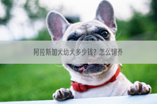 阿拉斯加犬幼犬多少钱？怎么饲养阿拉斯加犬？
