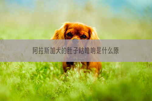 阿拉斯加犬的肚子咕噜响是什么原因？