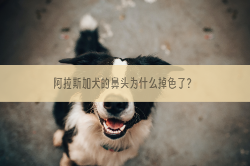 阿拉斯加犬的鼻头为什么掉色了？