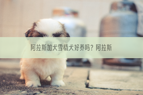 阿拉斯加犬雪橇犬好养吗？阿拉斯加犬雪橇犬喂养