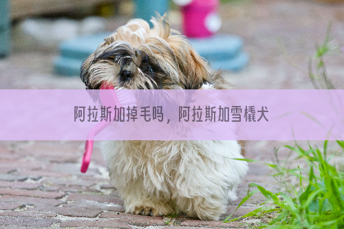 阿拉斯加掉毛吗，阿拉斯加雪橇犬掉毛的原因