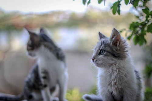 两个月的小猫会自己拉屎吗 教小猫定点排泄要耐心