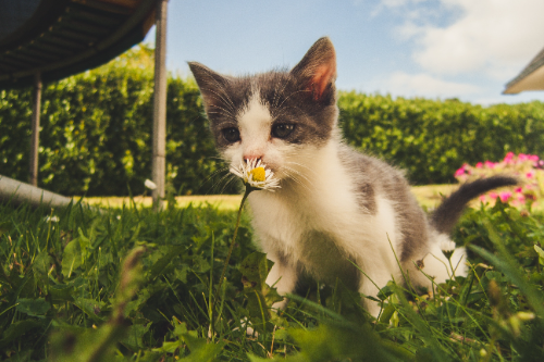 如果父母养俄罗斯蓝猫作为伴侣动物该怎么办？