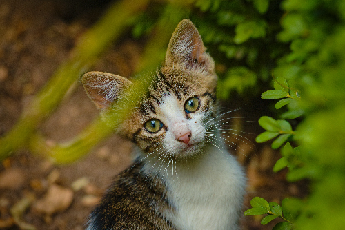 如何训练猫咪听懂“过来”指令