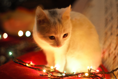 猫咪饮食咀嚼疼痛有哪些原因