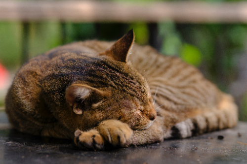 猫为什么怕人吹气 猫为什么会怕对它吹气