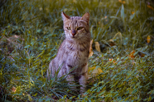 小猫咪积食 猫咪出现积食主人应该积食避免！