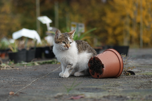 猫咪只吃猫粮的话到底好不好？