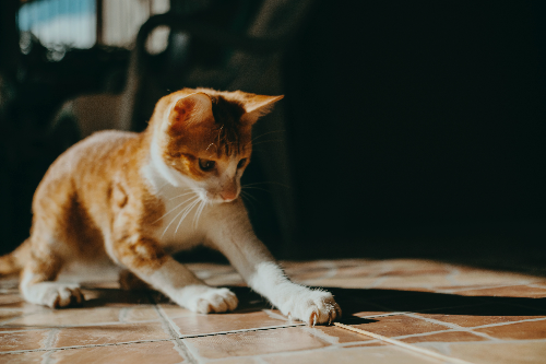 猫咪皮肤有几层 猫咪皮肤生理结构介绍