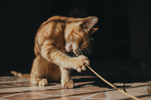 怎么判断猫有没有骨折 我教教你怎么看你家猫有没有骨折吧!