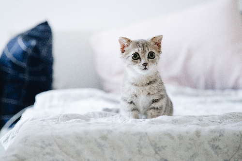 流浪猫最常见到的异常情况