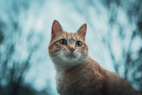 流浪猫的饮食注意事项