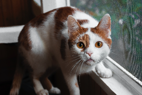 博汪猫粮黑下巴吗 和油性大的猫粮说拜拜