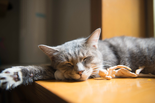 小奶猫吃饱了还一直叫怎么办 轻松化解小猫叫不停