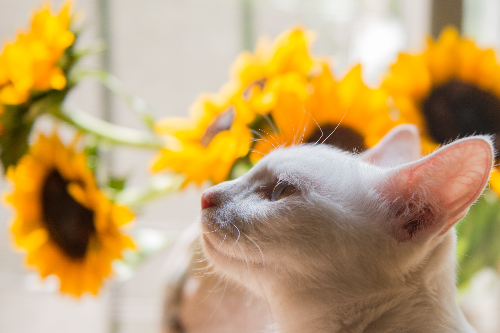 夏天猫生小猫需要保暖么