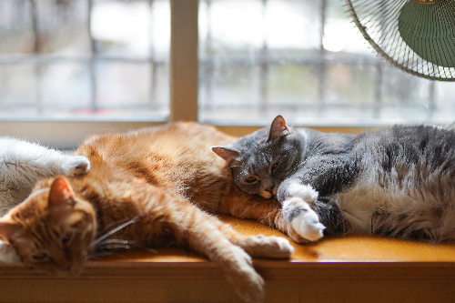 夏天如何给猫咪降温 夏天给猫咪降温方法