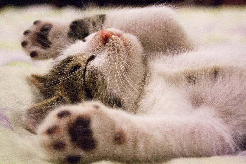 如何轻松训练波斯猫在猫砂里大小便？。