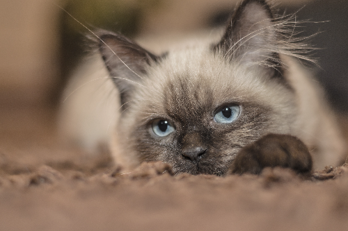 猫咪饿一天有事吗 可以坚持4-5天呢！