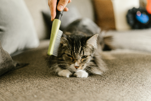 猫咪洗耳朵后一直抓和甩头