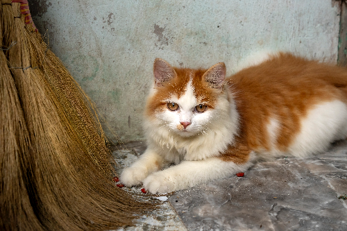 猫咪的特点