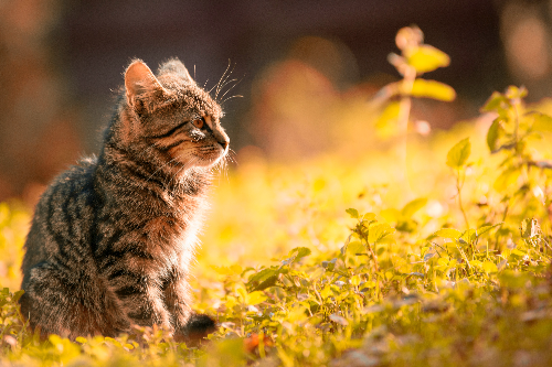 怎么训练猫咪收爪子？ 