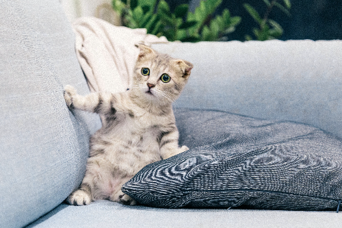 经常打猫咪它会怎么样