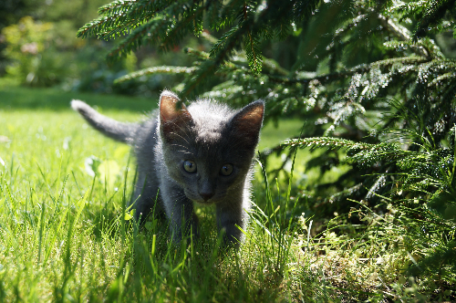 蚊香对猫的影响 蚊香对猫的危害