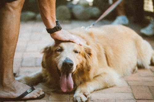 关于犬蛔虫病的介绍