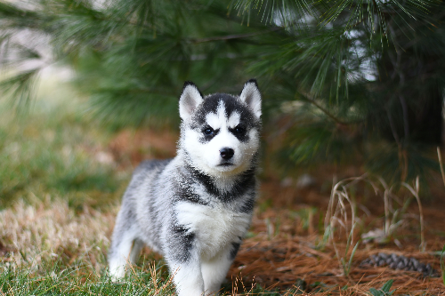 边境牧羊犬怎么训练？边境牧羊犬训练技巧