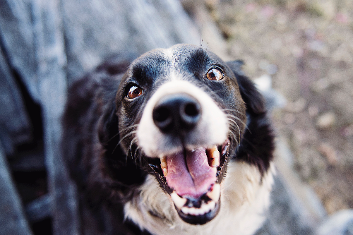 宠物主人模仿爱犬表情照萌翻众人(组图)