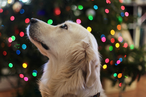 上海环球金融中心打瞌睡的值班安检犬