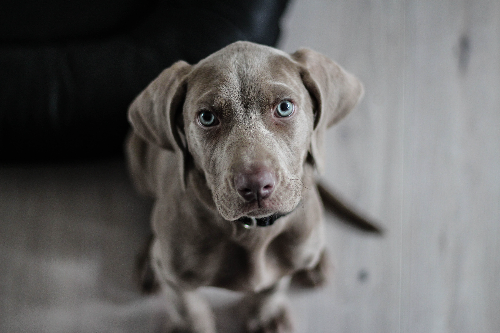 西施犬经常舔自己的身上的每个部位，你知道其中的原因吗？