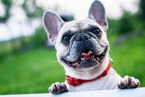 贵宾犬股骨头坏死的治疗经验