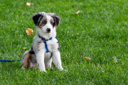 挪威伦德猎犬怎么养 挪威伦德猎犬饲养心得