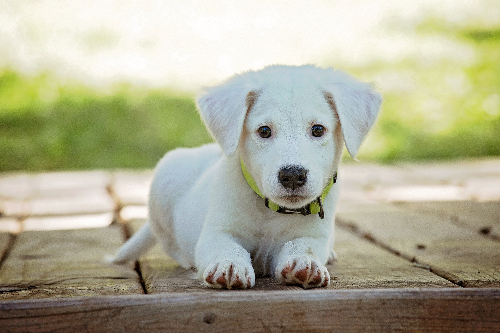 牧羊犬训练放羊方法有哪些