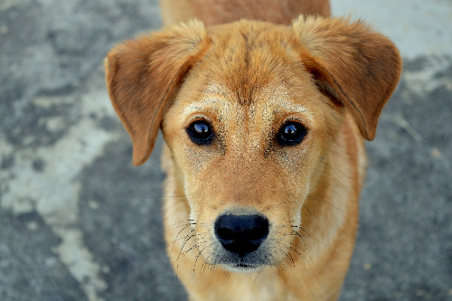 金毛犬有哪些缺点?