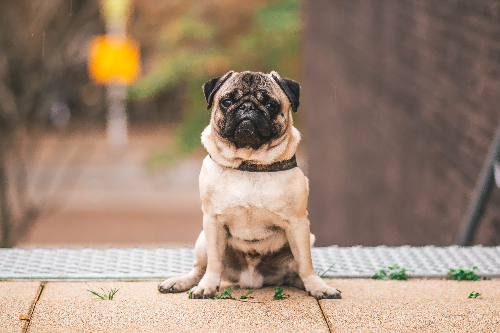 犬瘟热一定会发烧吗