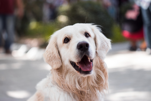 如何保证金毛犬的营养均衡