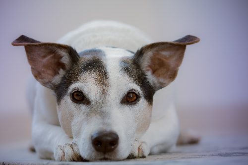 包虫病是什么症状 养狗真的会感染包虫病吗