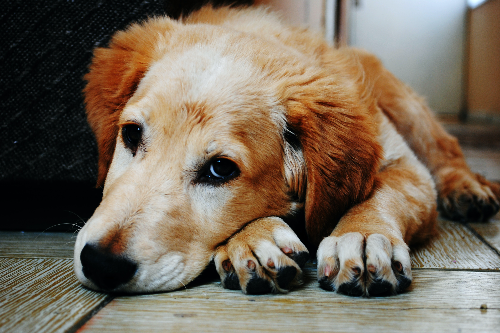 安纳托利亚牧羊犬怎么训练