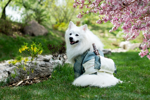 可卡犬粘人怎么办