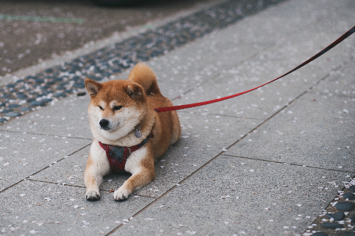 怎么让博美耳朵立起来