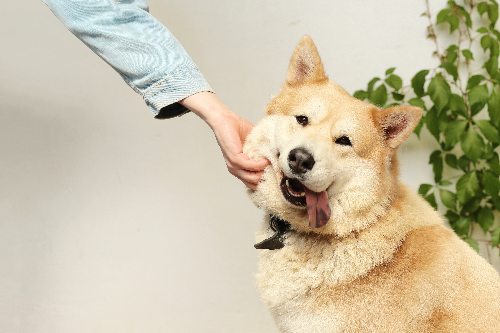 训练金毛犬空中接食物