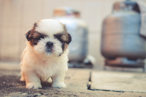 怎么训练松狮犬