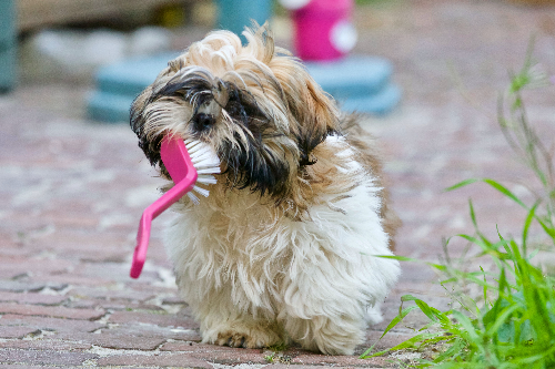 养秋田犬的禁忌