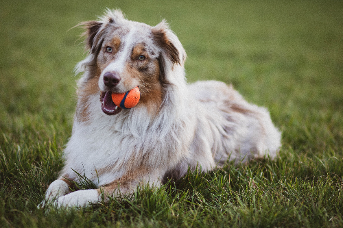 如何避免斗牛犬随便拉纸巾